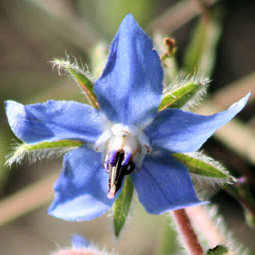 Borretsch / Borago officinalis