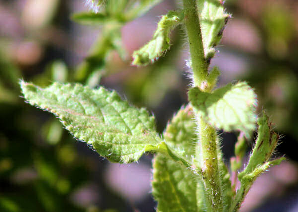 Borretsch / Borago officinalis