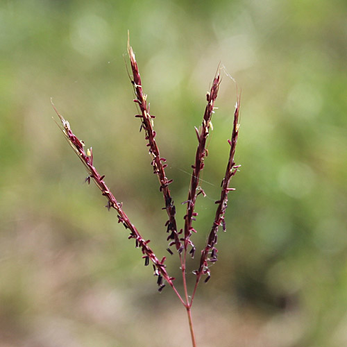 Finger-Bartgras / Bothriochloa ischaemum