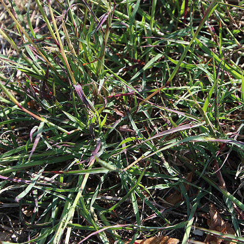 Finger-Bartgras / Bothriochloa ischaemum