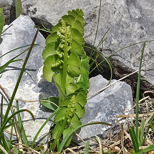 Echte Mondraute / Botrychium lunaria