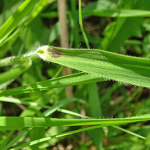 Fieder-Zwenke / Brachypodium pinnatum