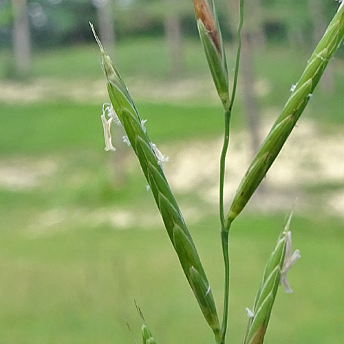 Fieder-Zwenke / Brachypodium pinnatum