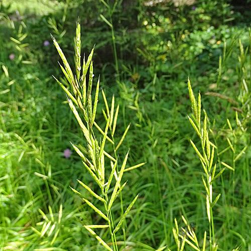 Felsen-Zwenke / Brachypodium rupestre