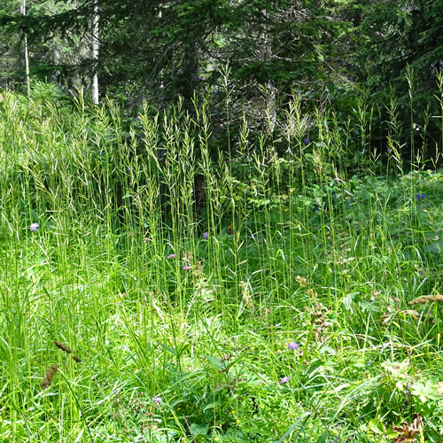 Felsen-Zwenke / Brachypodium rupestre