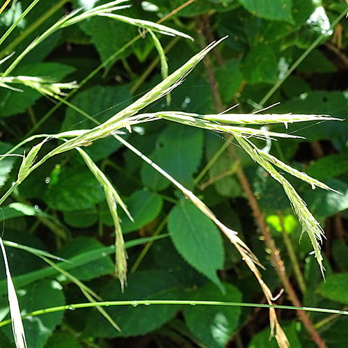 Wald-Zwenke / Brachypodium sylvaticum