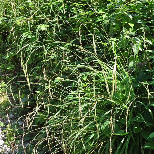 Wald-Zwenke / Brachypodium sylvaticum