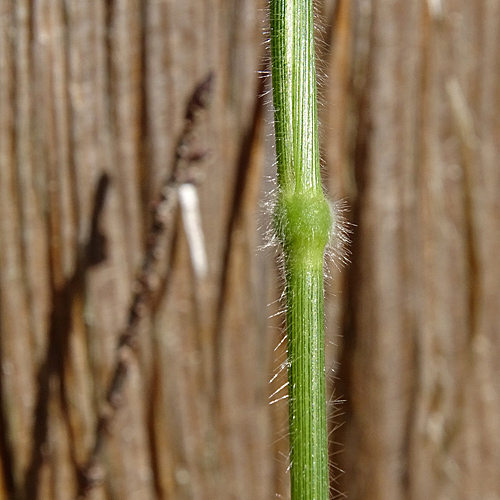 Wald-Zwenke / Brachypodium sylvaticum