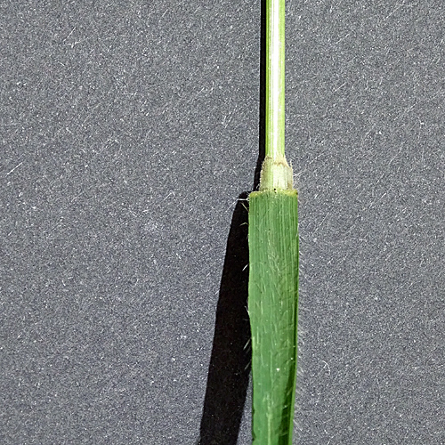 Wald-Zwenke / Brachypodium sylvaticum