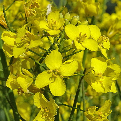 Raps / Brassica napus