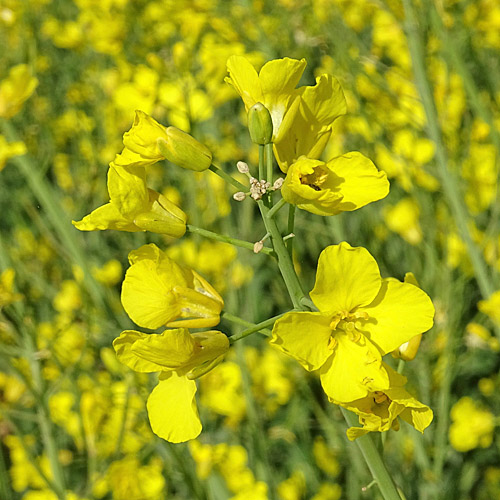 Raps / Brassica napus