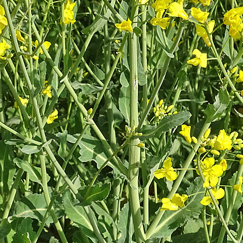 Raps / Brassica napus