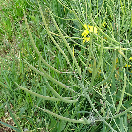 Raps / Brassica napus