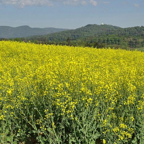 Raps / Brassica napus