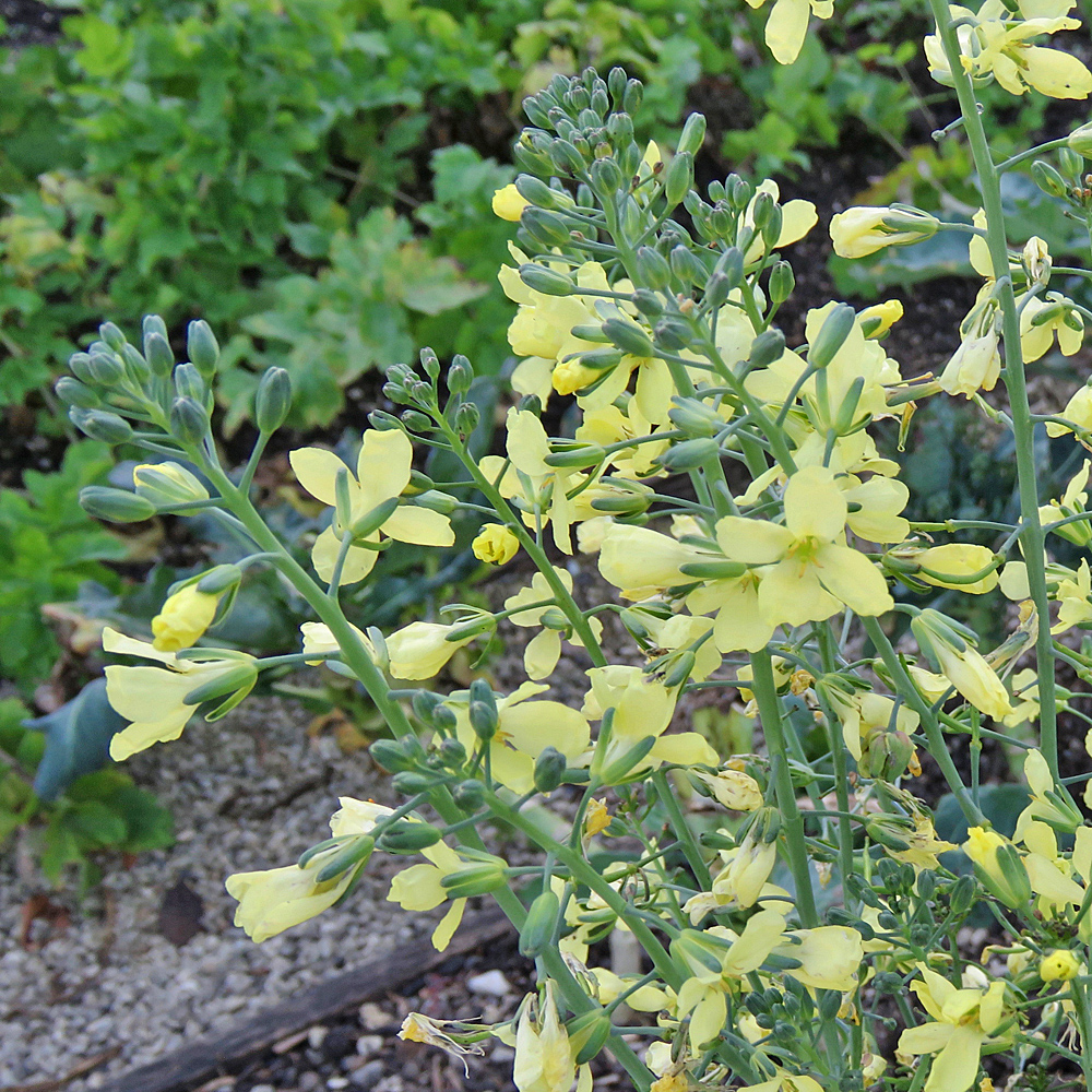 Gemüse-Kohl / Brassica oleracea