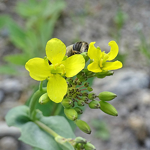 Rüben-Kohl / Brassica rapa