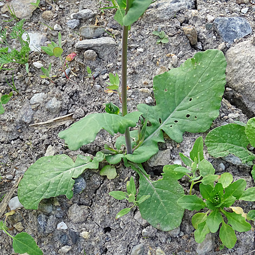 Rüben-Kohl / Brassica rapa