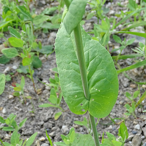 Rüben-Kohl / Brassica rapa