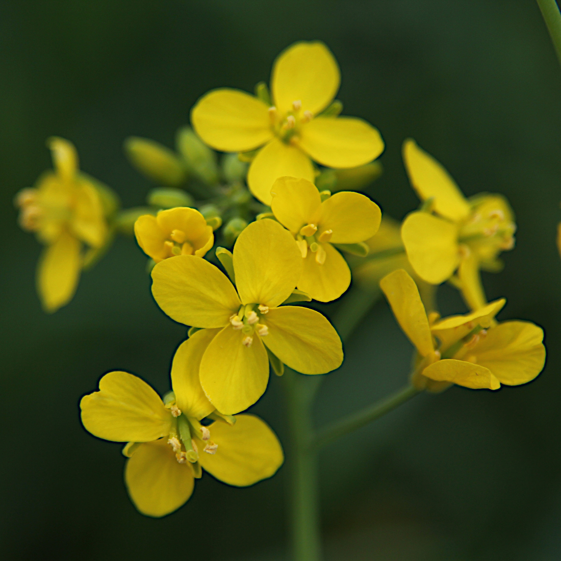 Rüben-Kohl / Brassica rapa