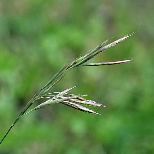 Aufrechte Trespe / Bromus erectus