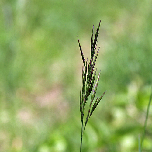 Aufrechte Trespe / Bromus erectus