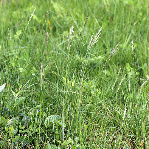 Aufrechte Trespe / Bromus erectus