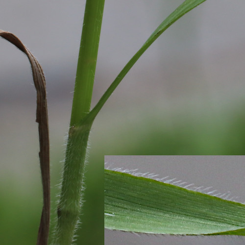 Aufrechte Trespe / Bromus erectus