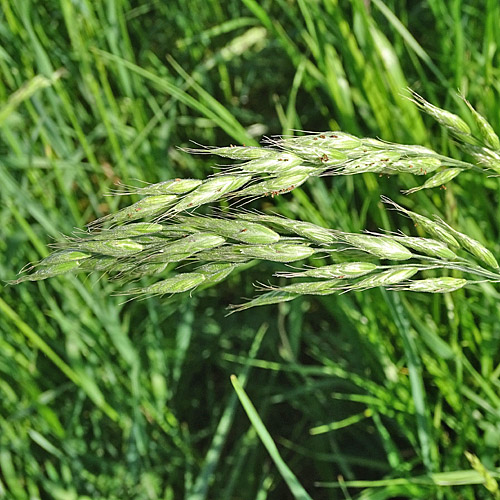 Gersten-Trespe / Bromus hordeaceus