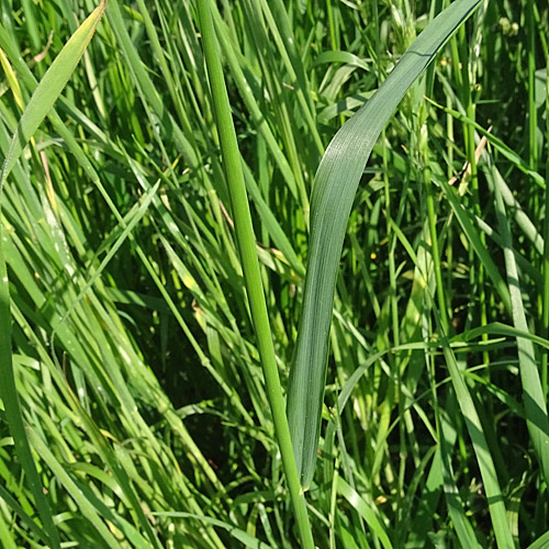 Gersten-Trespe / Bromus hordeaceus