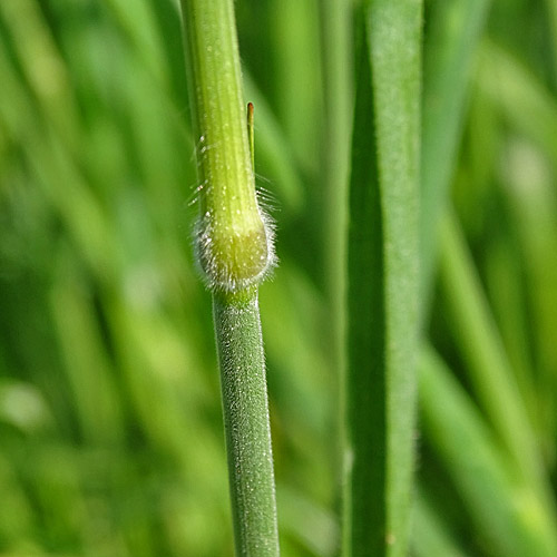 Gersten-Trespe / Bromus hordeaceus