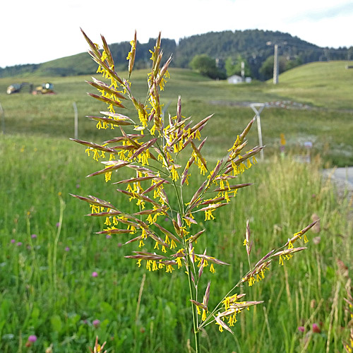 Grannenlose Trespe / Bromus inermis