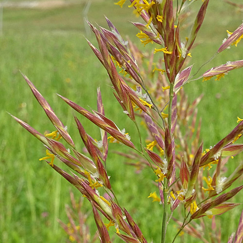 Grannenlose Trespe / Bromus inermis