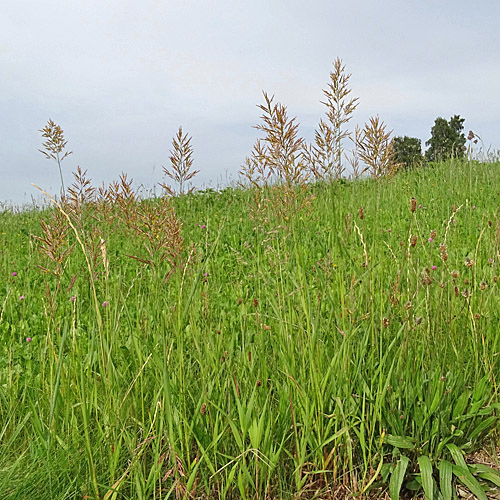 Grannenlose Trespe / Bromus inermis