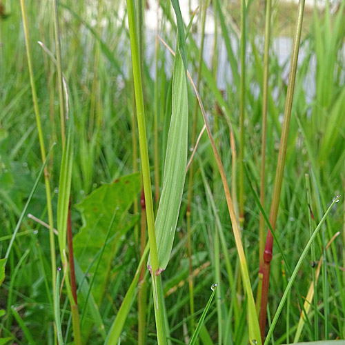 Grannenlose Trespe / Bromus inermis