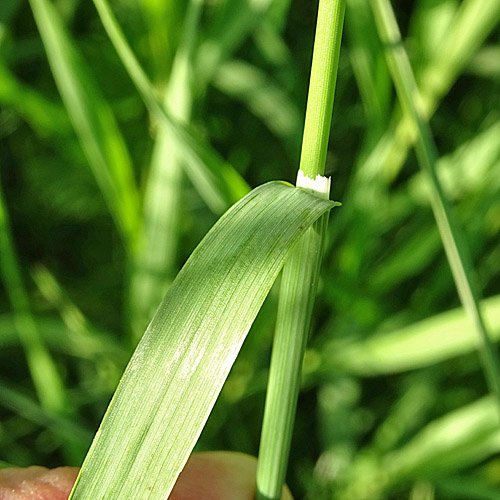 Grannenlose Trespe / Bromus inermis