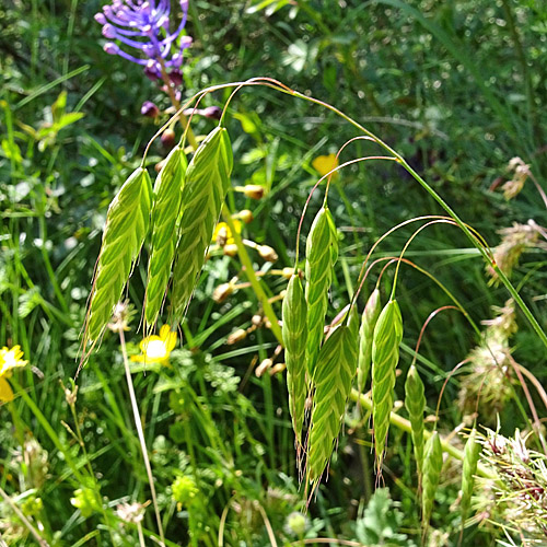 Sparrige Trespe / Bromus squarrosus