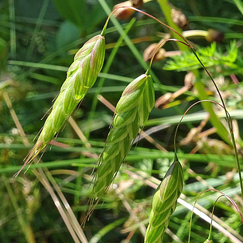 Sparrige Trespe / Bromus squarrosus