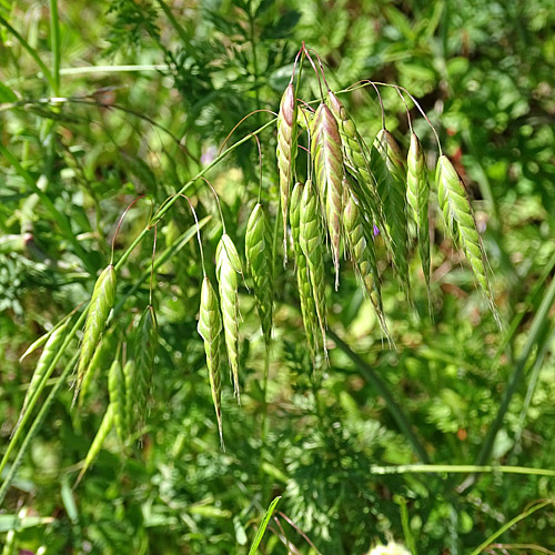 Sparrige Trespe / Bromus squarrosus