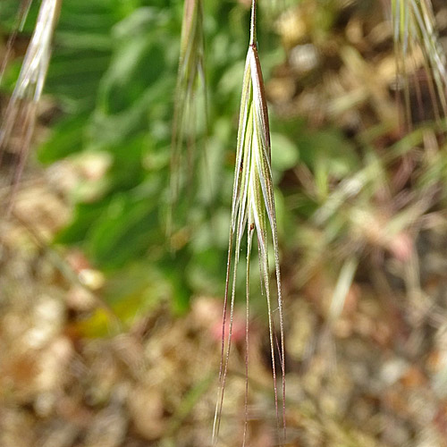 Taube Trespe / Bromus sterilis