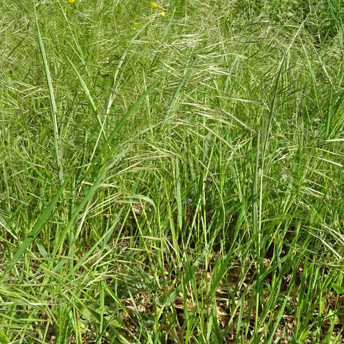 Taube Trespe / Bromus sterilis