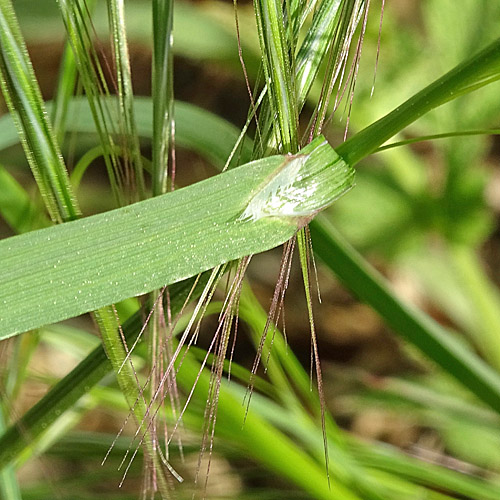 Taube Trespe / Bromus sterilis