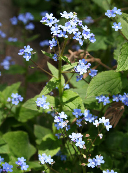 Kaukasusvergissmeinnicht / Brunnera macrophylla