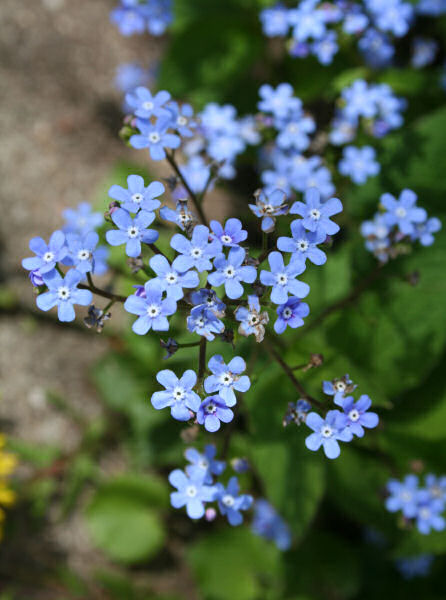 Kaukasusvergissmeinnicht / Brunnera macrophylla