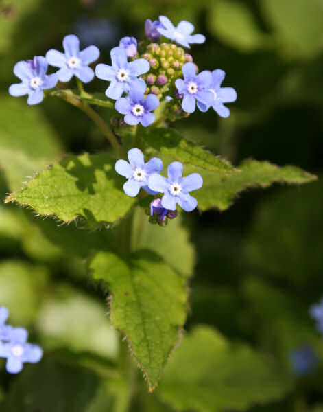 Kaukasusvergissmeinnicht / Brunnera macrophylla