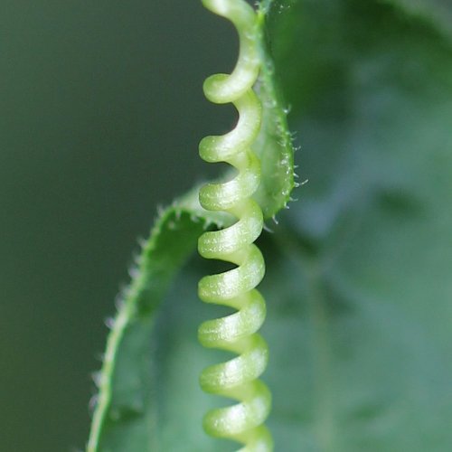 Zweihäusige Zaunrübe / Bryonia dioica