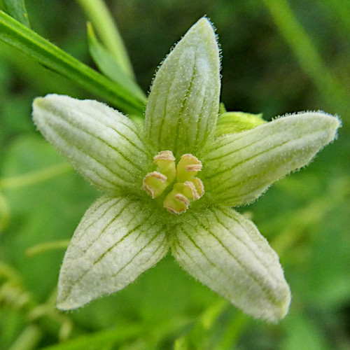 Zweihäusige Zaunrübe / Bryonia dioica