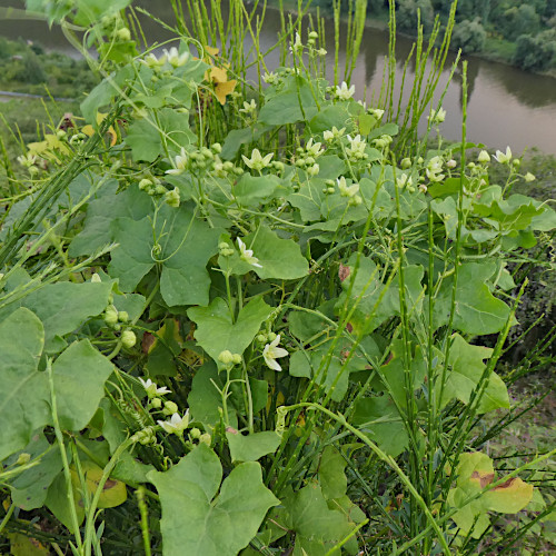 Zweihäusige Zaunrübe / Bryonia dioica