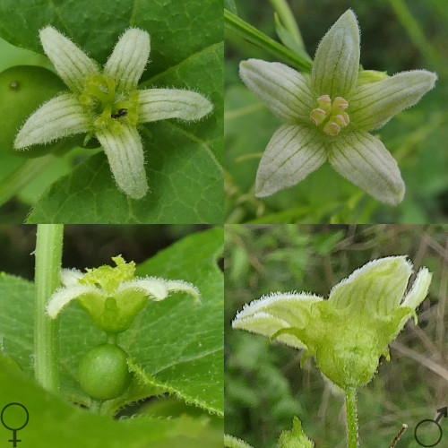 Zweihäusige Zaunrübe / Bryonia dioica