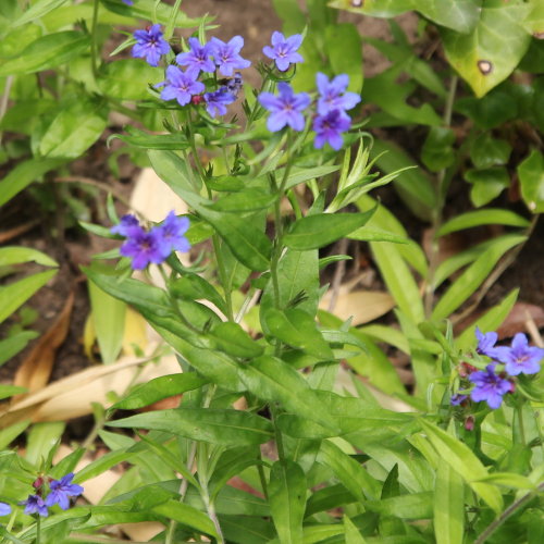 Blauer Steinsame / Buglossoides purpurocaerulea
