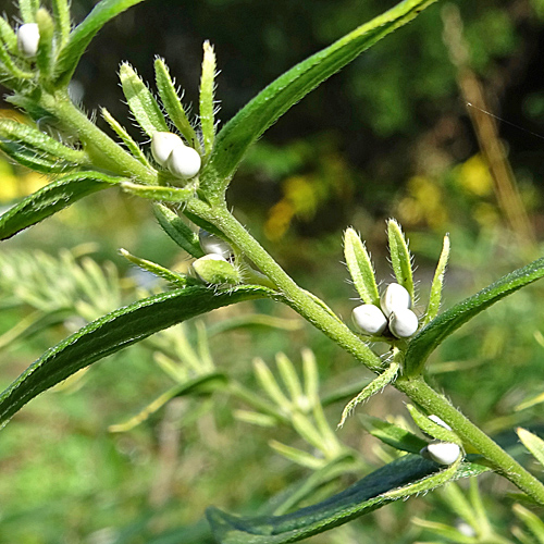 Blauer Steinsame / Buglossoides purpurocaerulea